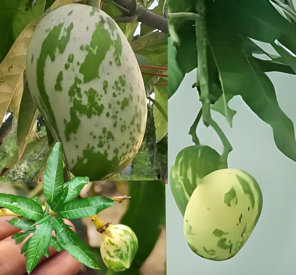 Variegated Mango Plant | Rare Dual-Color Leaves | Premium Grafted Hybrid