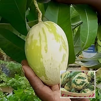 Variegated Mango Plant | Rare Dual-Color Leaves | Premium Grafted Hybrid — photo 2