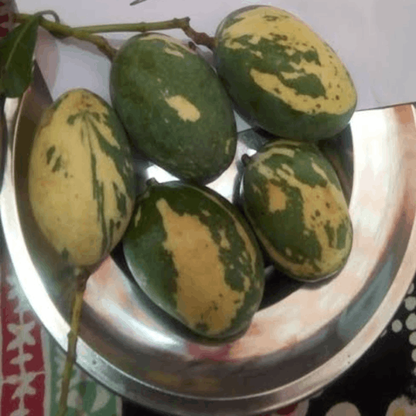 Variegated Mango Plant | Rare Dual-Color Leaves | Premium Grafted Hybrid — photo 3