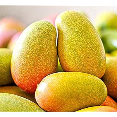 Honeydew Mango Plant | Ultra-Sweet Mango | Premium Grafted Hybrid
