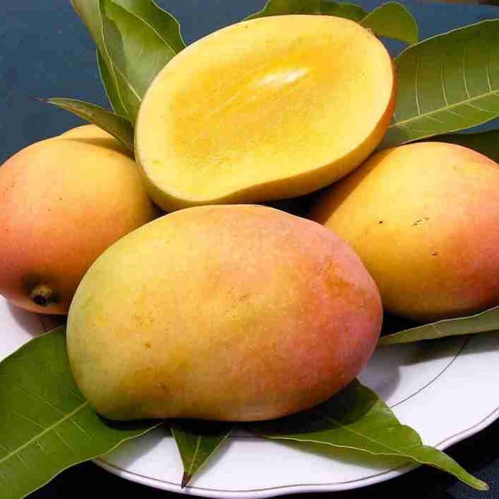 Honeydew Mango Plant | Ultra-Sweet Mango | Premium Grafted Hybrid — photo 2