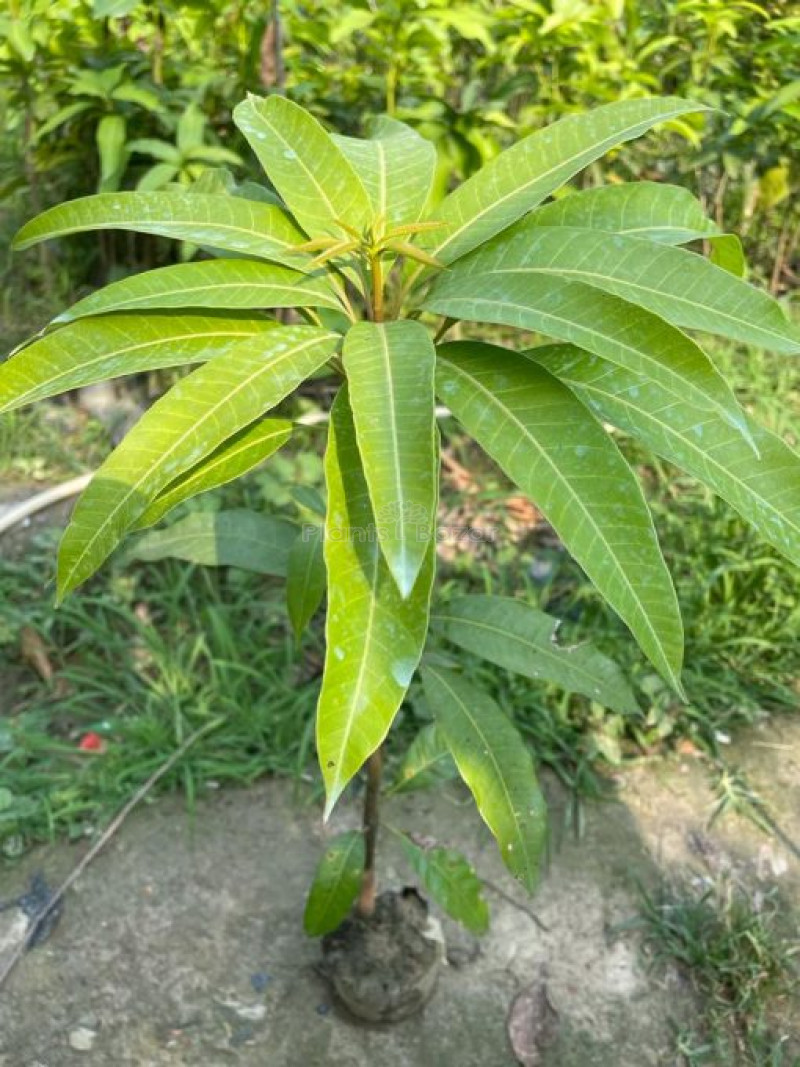 Honeydew Mango Plant | Ultra-Sweet Mango | Premium Grafted Hybrid — photo 3