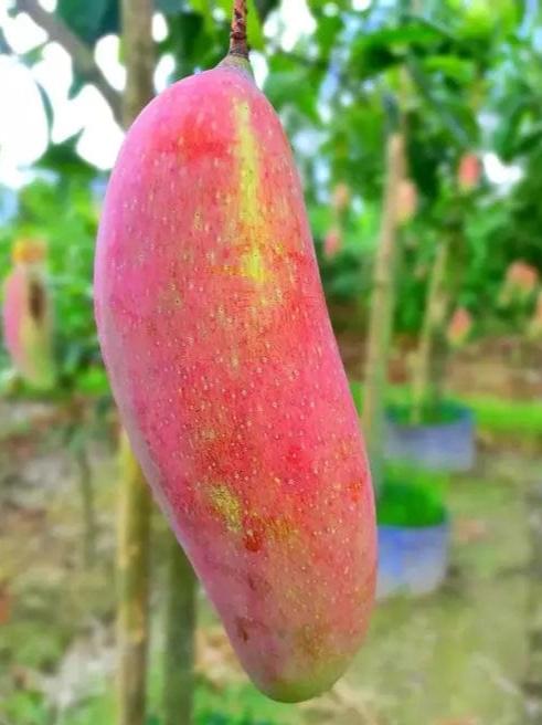 Chiang Mai Mango Plant | Sweet Thai Mango | Premium Grafted Hybrid