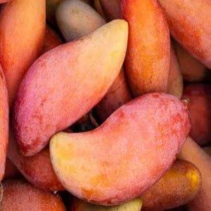 Chiang Mai Mango Plant | Sweet Thai Mango | Premium Grafted Hybrid — photo 2