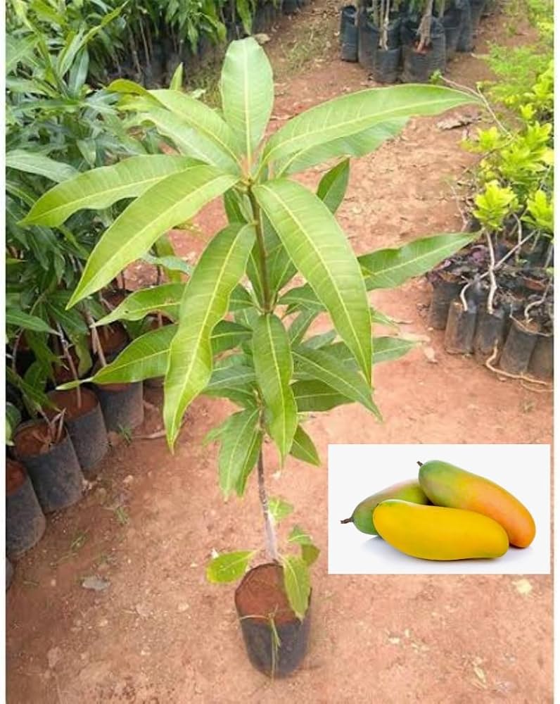 Chiang Mai Mango Plant | Sweet Thai Mango | Premium Grafted Hybrid — photo 3