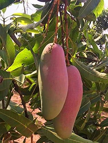 Chiang Mai Mango Plant | Sweet Thai Mango | Premium Grafted Hybrid — photo 4