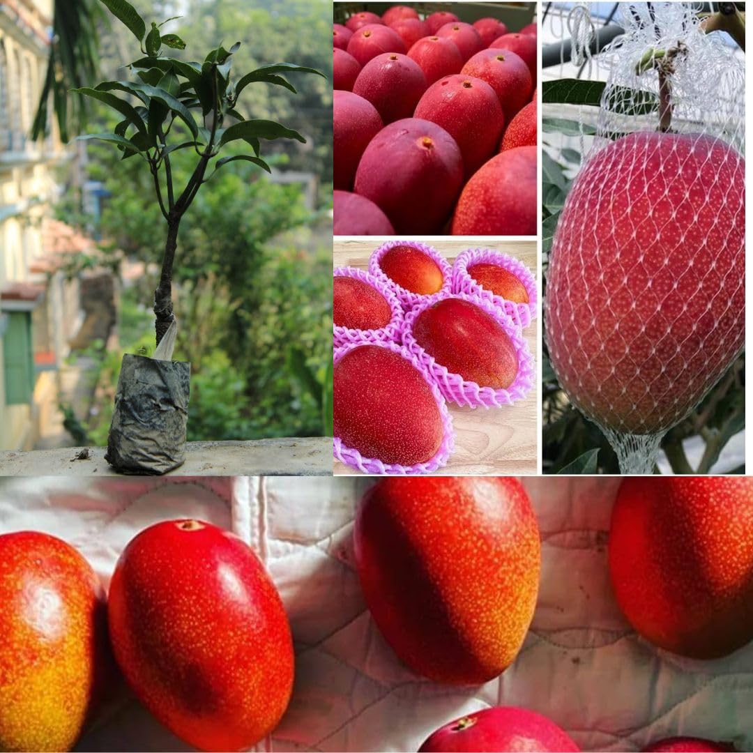 Thai One Red Mango Plant | Sweet Red Mango | Premium Grafted Hybrid
