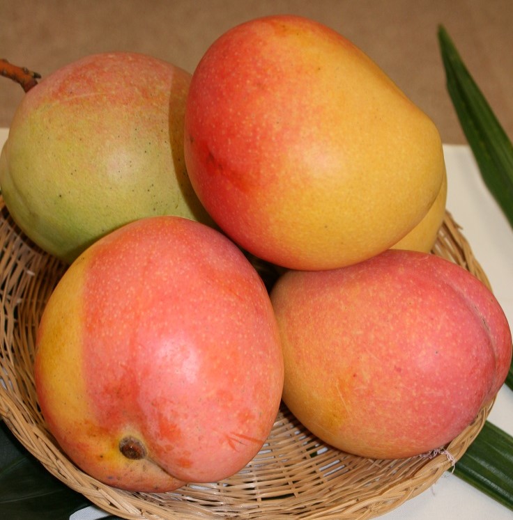 Kensington Pride Mango Plant | Sweet Australian Mango | Premium Grafted Hybrid