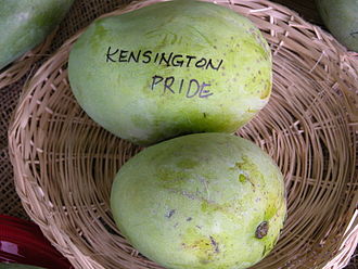 Kensington Pride Mango Plant | Sweet Australian Mango | Premium Grafted Hybrid — photo 2