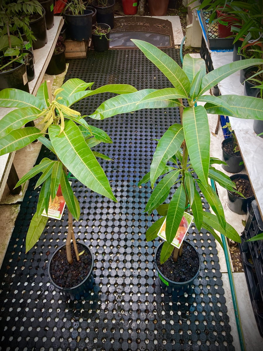 Kensington Pride Mango Plant | Sweet Australian Mango | Premium Grafted Hybrid — photo 3