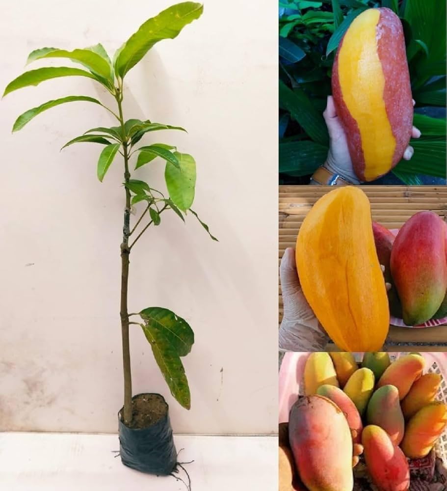 Neelam 1kg Mango Plant | Sweet Aromatic Mango | Premium Grafted Hybrid