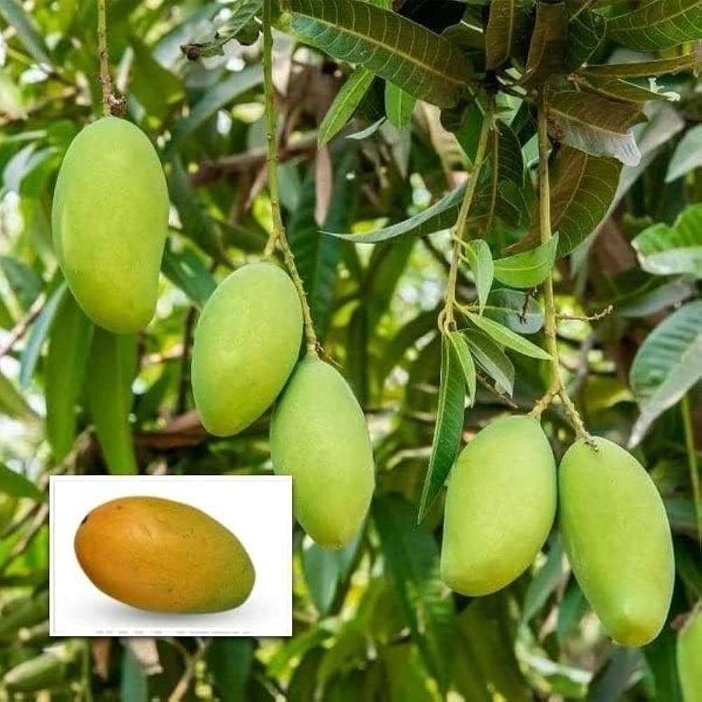 Neelam 1kg Mango Plant | Sweet Aromatic Mango | Premium Grafted Hybrid — photo 3
