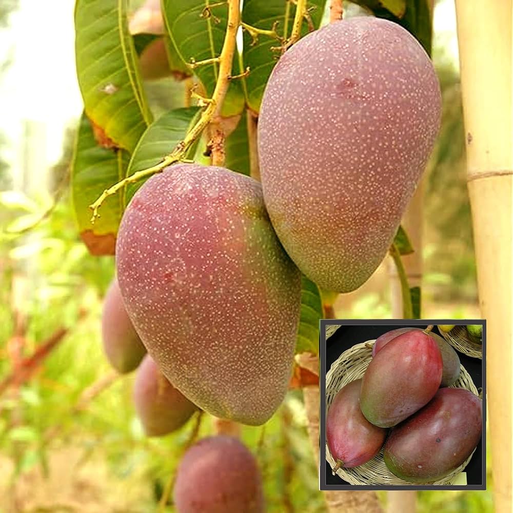 Osteen Mango Plant | Sweet Fibreless Purple Mango | Premium Grafted Hybrid