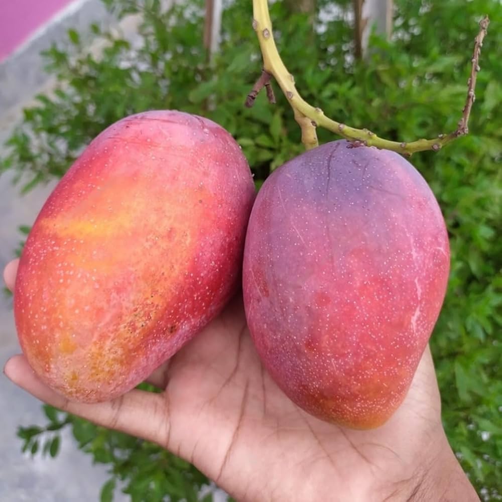 Osteen Mango Plant | Sweet Fibreless Purple Mango | Premium Grafted Hybrid — photo 2