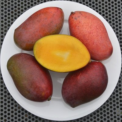 Osteen Mango Plant | Sweet Fibreless Purple Mango | Premium Grafted Hybrid — photo 3