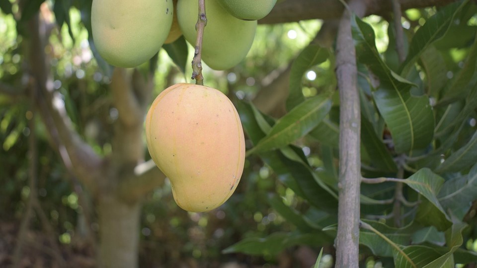 Thai B-7 Mango Plant | Sweet Fibreless Thai Mango | Premium Grafted Hybrid — photo 2