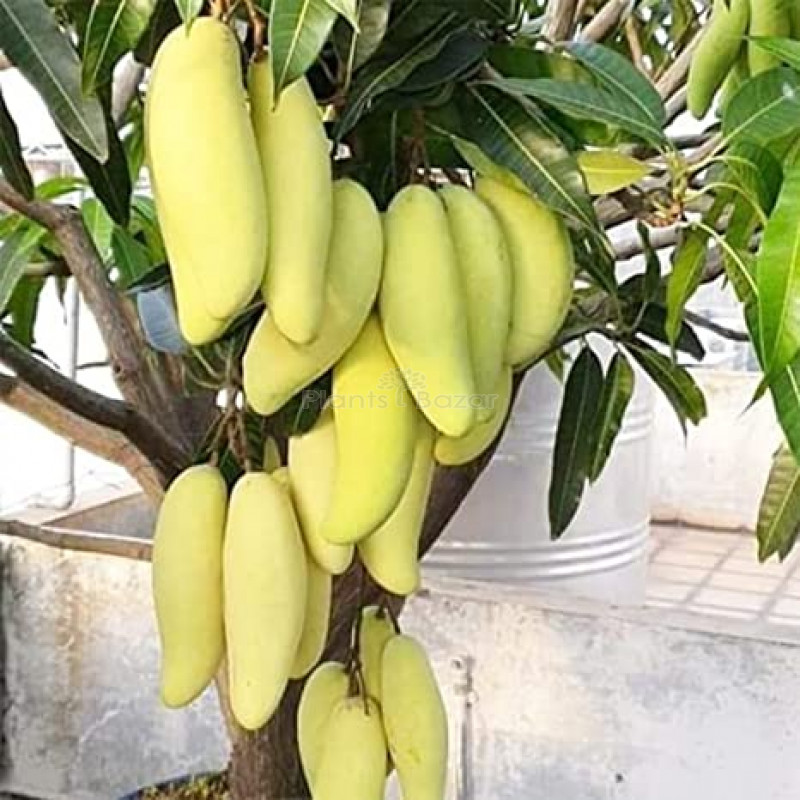 Yellow Banana Mango Plant | Sweet Long Mango | Premium Grafted Hybrid