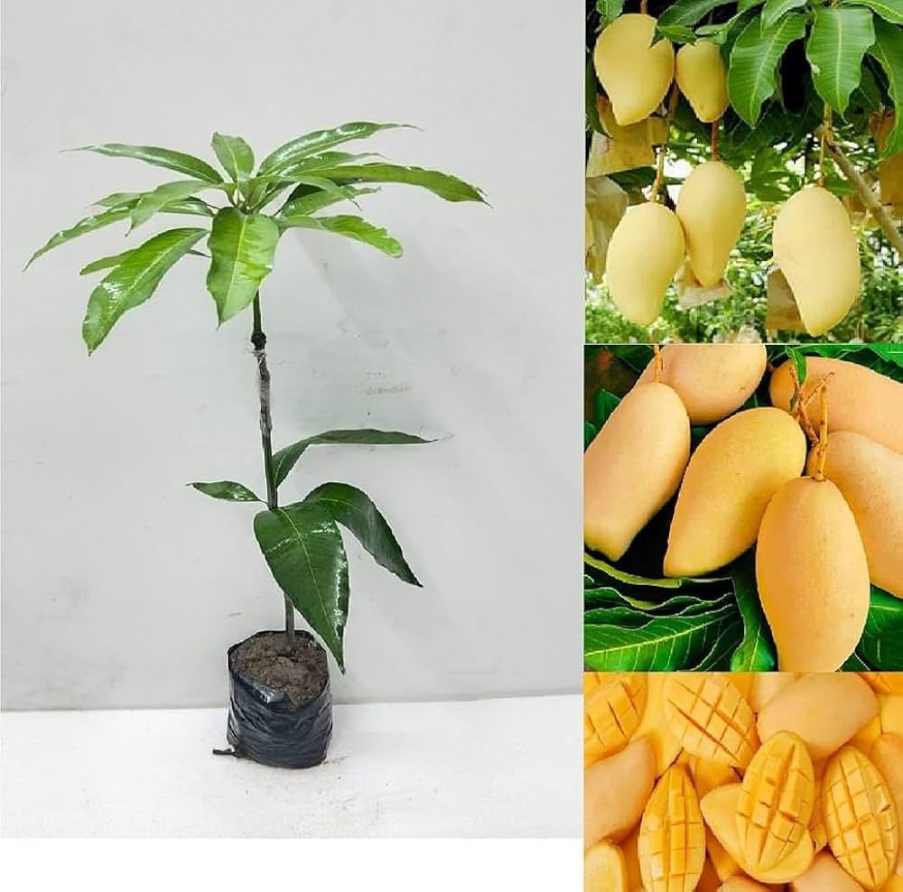 Yellow Banana Mango Plant | Sweet Long Mango | Premium Grafted Hybrid — photo 2