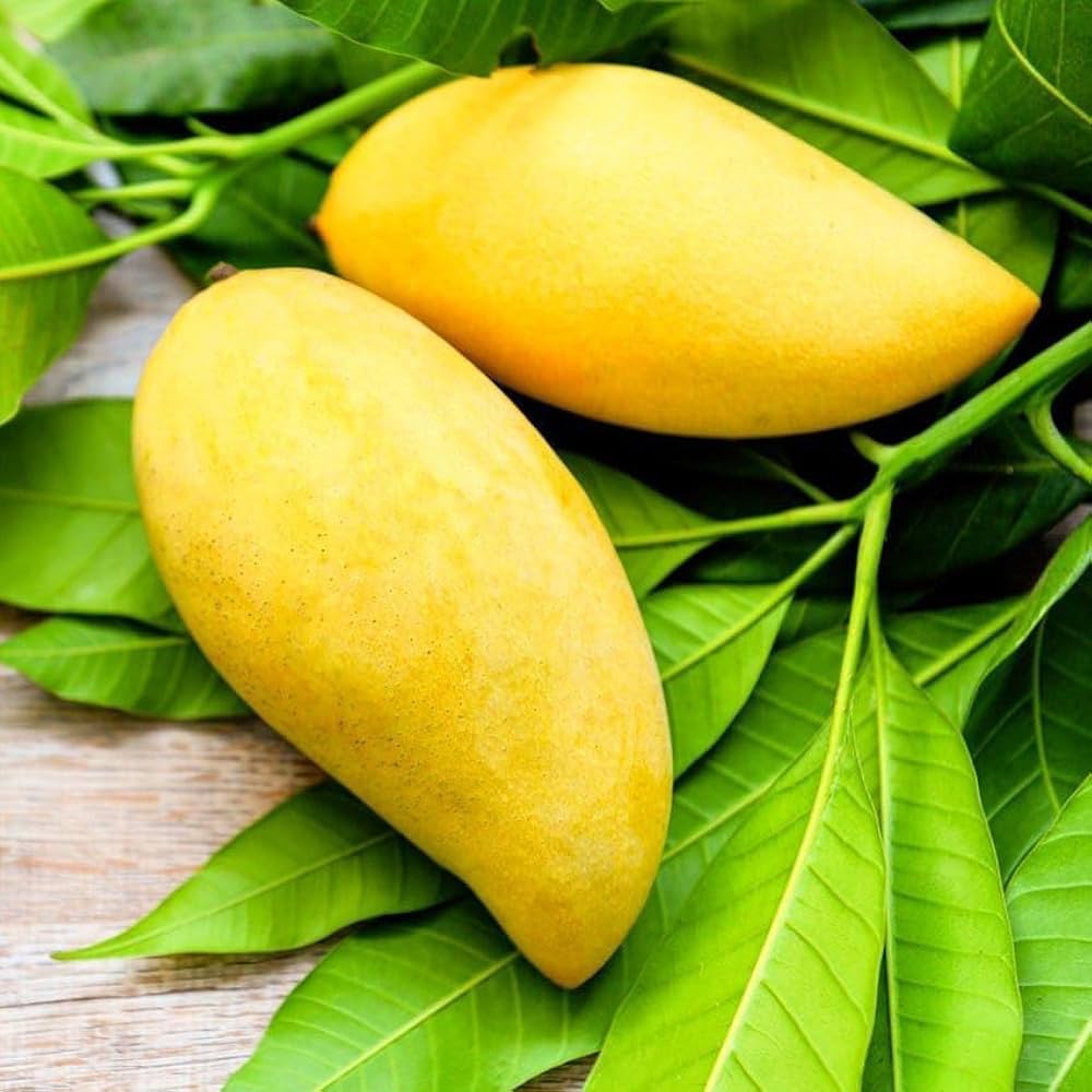 Yellow Banana Mango Plant | Sweet Long Mango | Premium Grafted Hybrid — photo 3