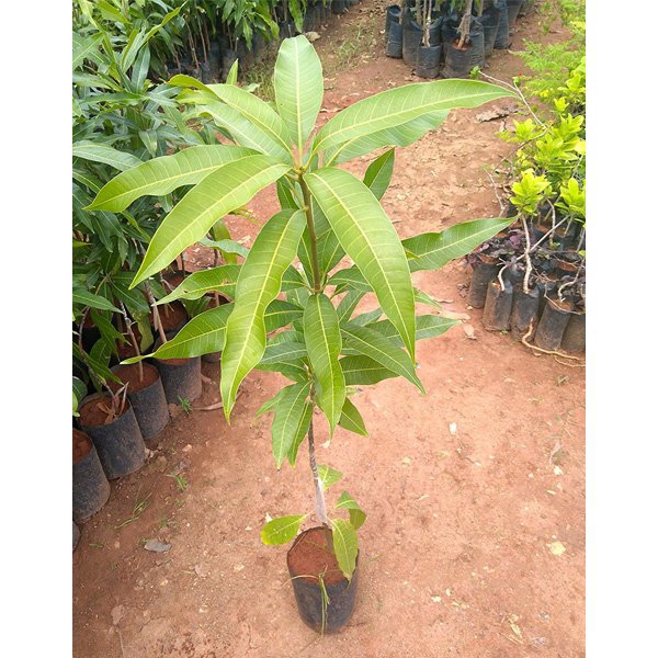 Yellow Banana Mango Plant | Sweet Long Mango | Premium Grafted Hybrid — photo 4