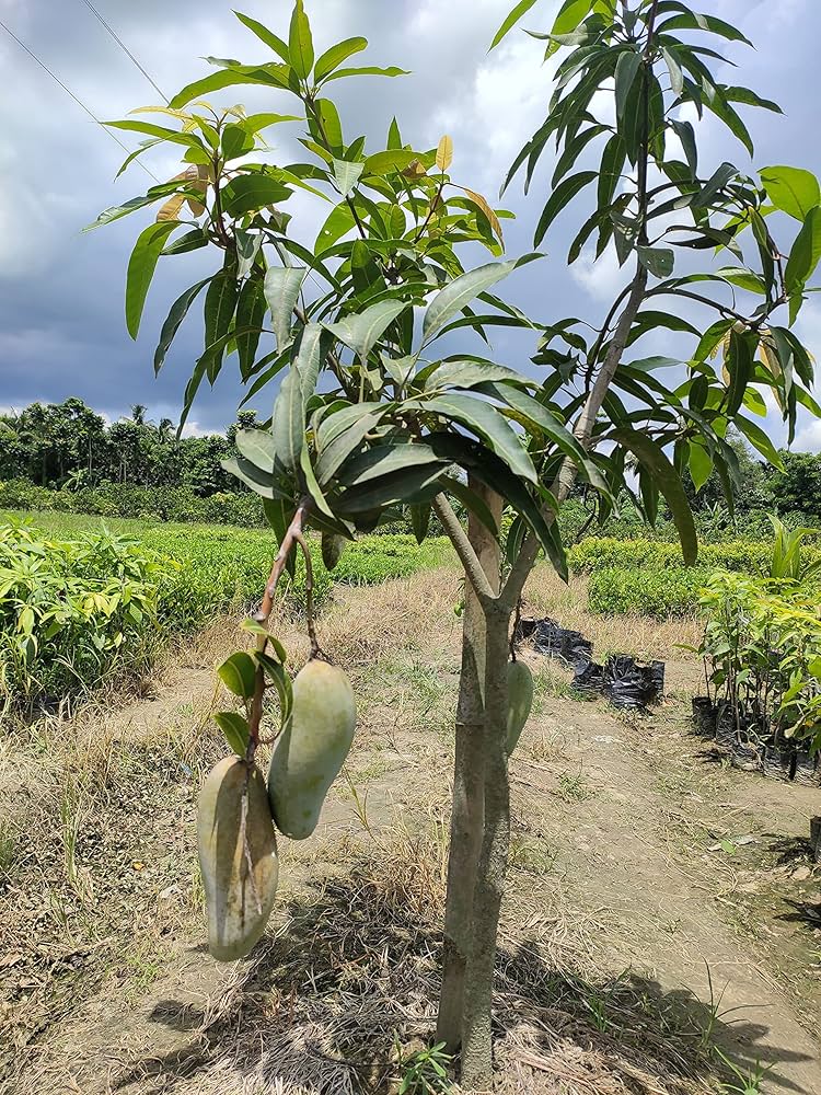 Yellow Banana Mango Plant | Sweet Long Mango | Premium Grafted Hybrid — photo 5