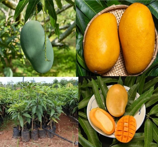 Mallika Mango Plant | Super-Sweet Fibreless Mango | Premium Grafted Hybrid