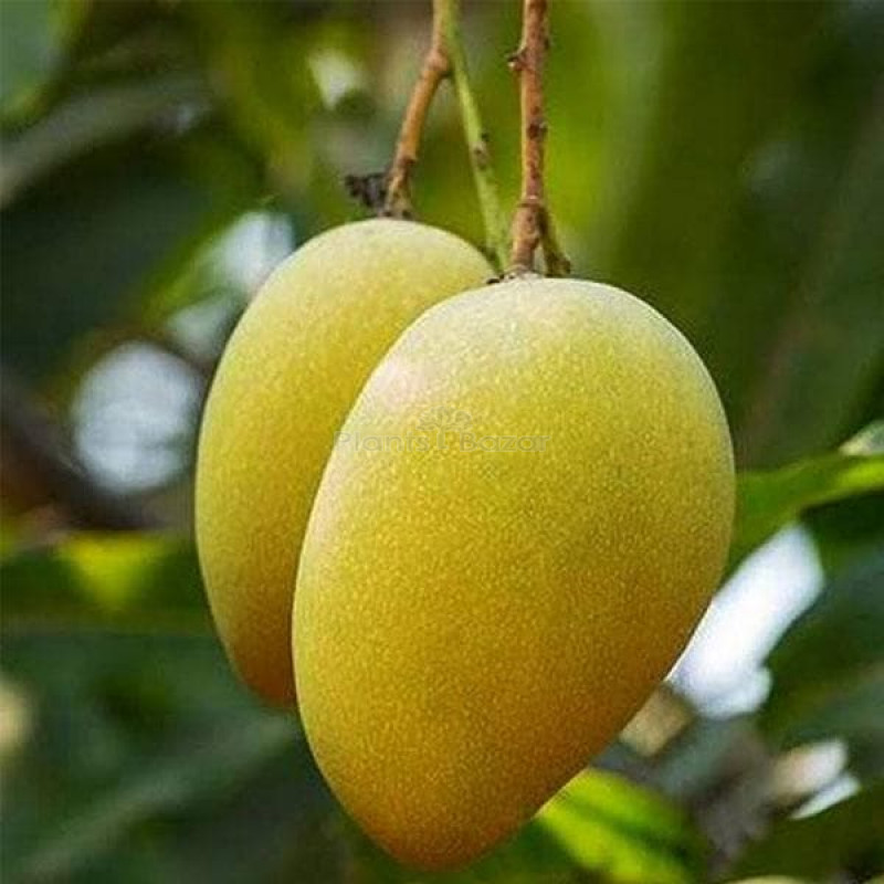 Mallika Mango Plant | Super-Sweet Fibreless Mango | Premium Grafted Hybrid — photo 2