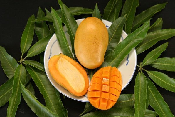 Mallika Mango Plant | Super-Sweet Fibreless Mango | Premium Grafted Hybrid — photo 3