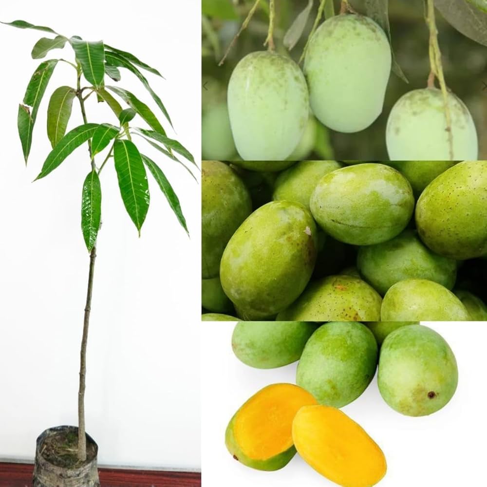 Langra Mango Plant | Sweet Aromatic Indian Mango | Premium Grafted Hybrid
