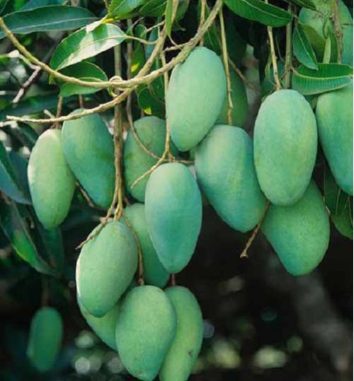Langra Mango Plant | Sweet Aromatic Indian Mango | Premium Grafted Hybrid — photo 2
