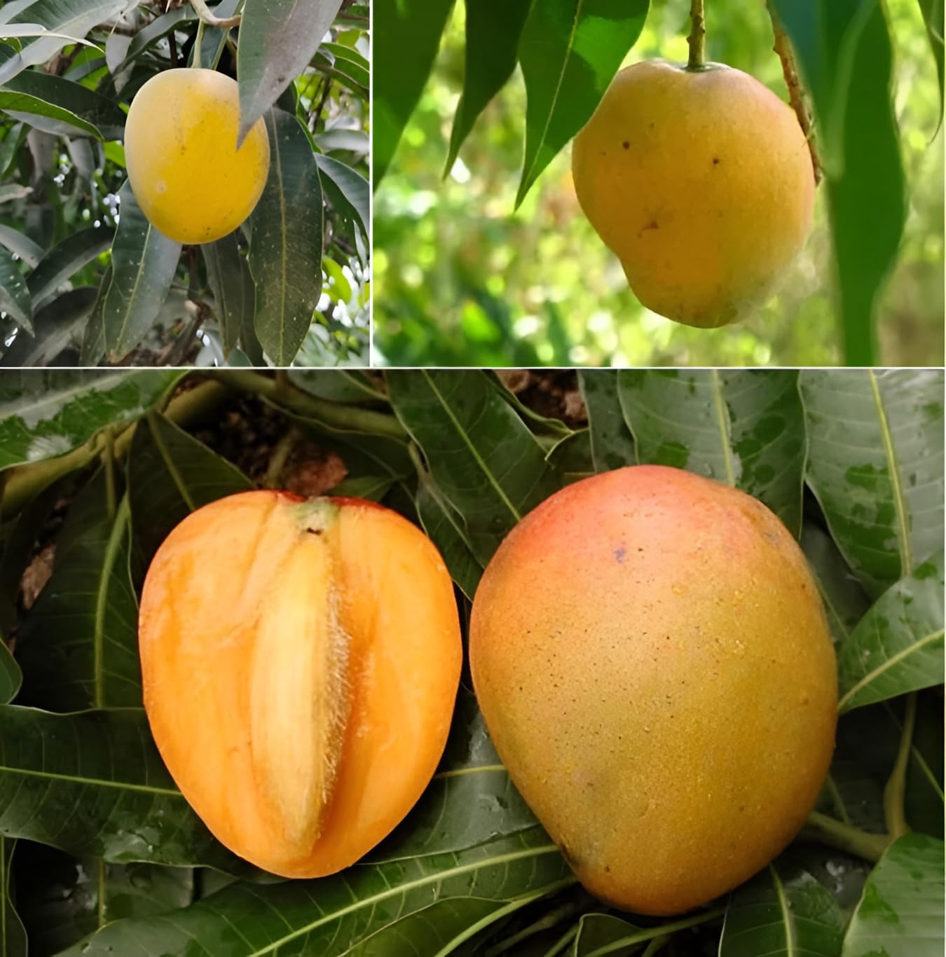 Kishanbhog Mango Plant | Sweet Bengali Mango | Premium Grafted Hybrid