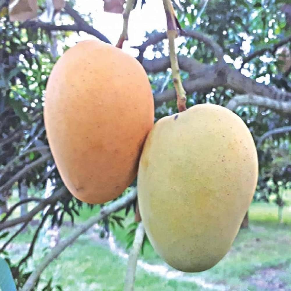 Kishanbhog Mango Plant | Sweet Bengali Mango | Premium Grafted Hybrid — photo 2
