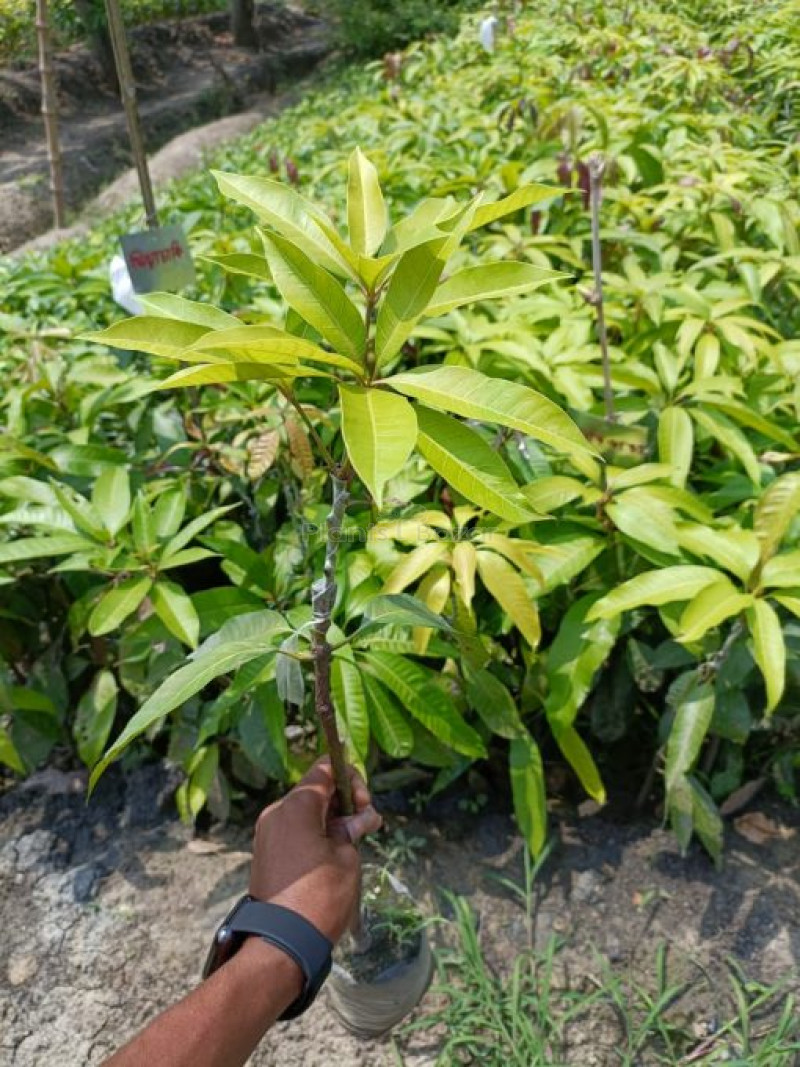 Kishanbhog Mango Plant | Sweet Bengali Mango | Premium Grafted Hybrid — photo 3