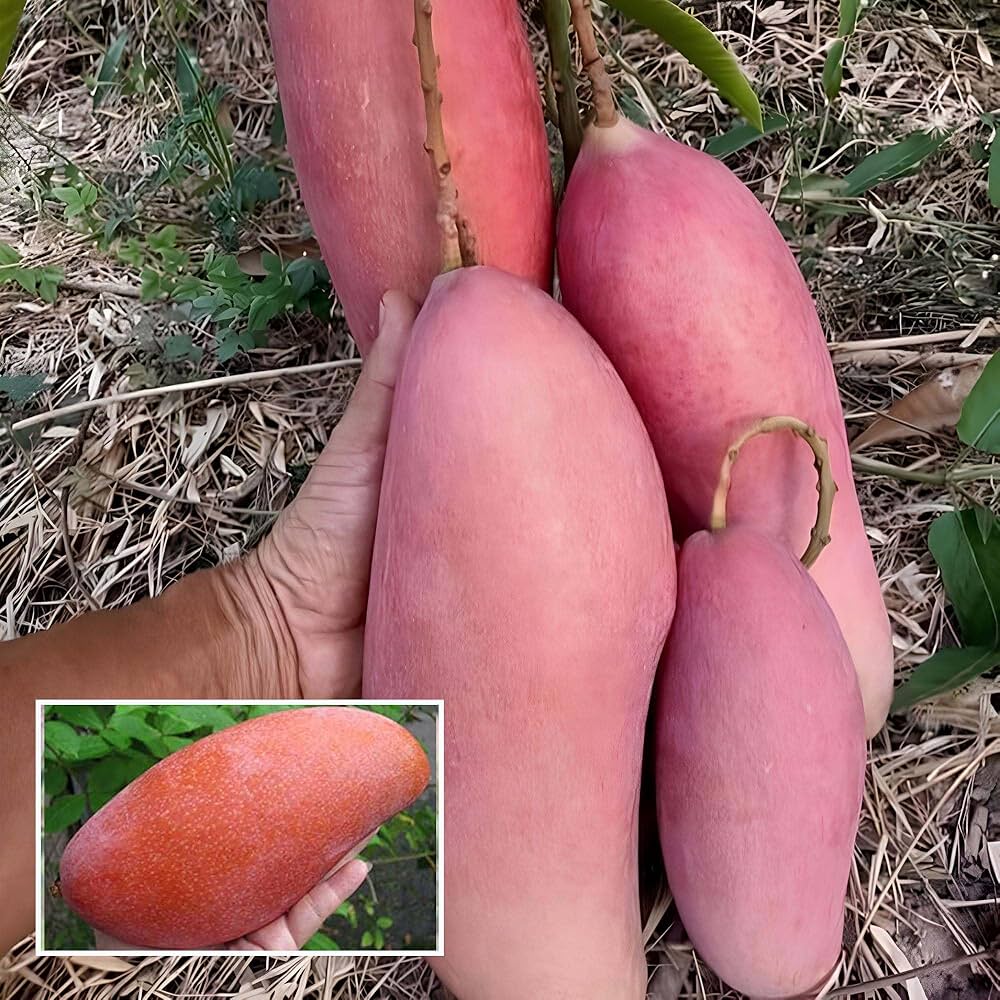King of Chakapat Mango Plant | Sweet Thai Mango | Premium Grafted Hybrid