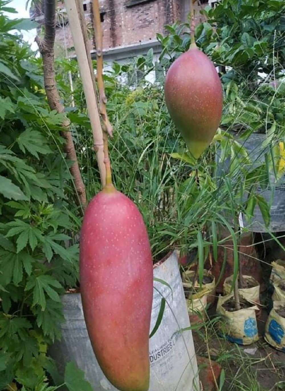 King of Chakapat Mango Plant | Sweet Thai Mango | Premium Grafted Hybrid — photo 2