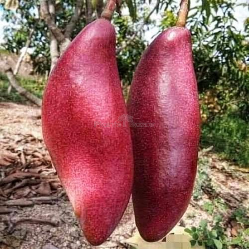 King of Chakapat Mango Plant | Sweet Thai Mango | Premium Grafted Hybrid — photo 3