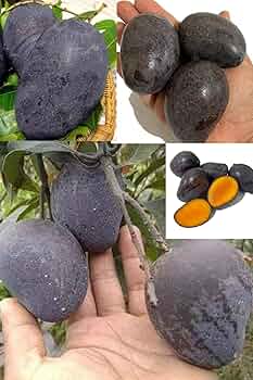 Kasturi Mango Plant | Aromatic Dark Mango | Premium Grafted Hybrid