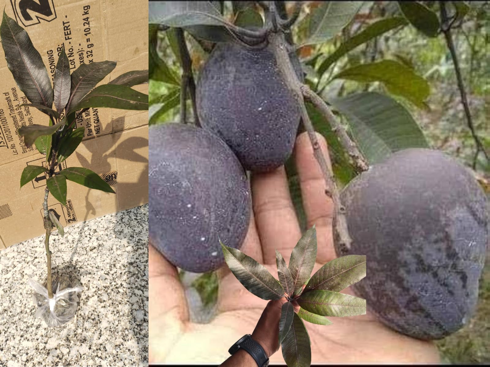 Kasturi Mango Plant | Aromatic Dark Mango | Premium Grafted Hybrid — photo 2