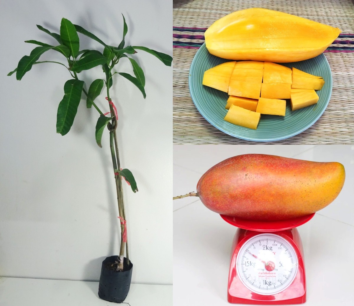 Red Ivory Mango Plant | Sweet Red Mango | Premium Grafted Hybrid — photo 2