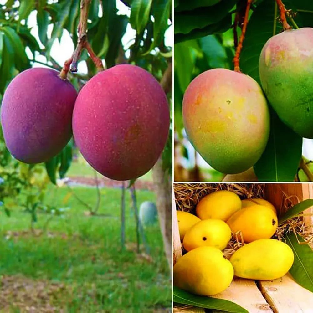 Neelum Bori Mango Plant | Sweet Aromatic Mango | Premium Grafted Hybrid