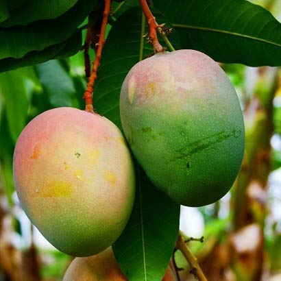 Neelum Bori Mango Plant | Sweet Aromatic Mango | Premium Grafted Hybrid — photo 3