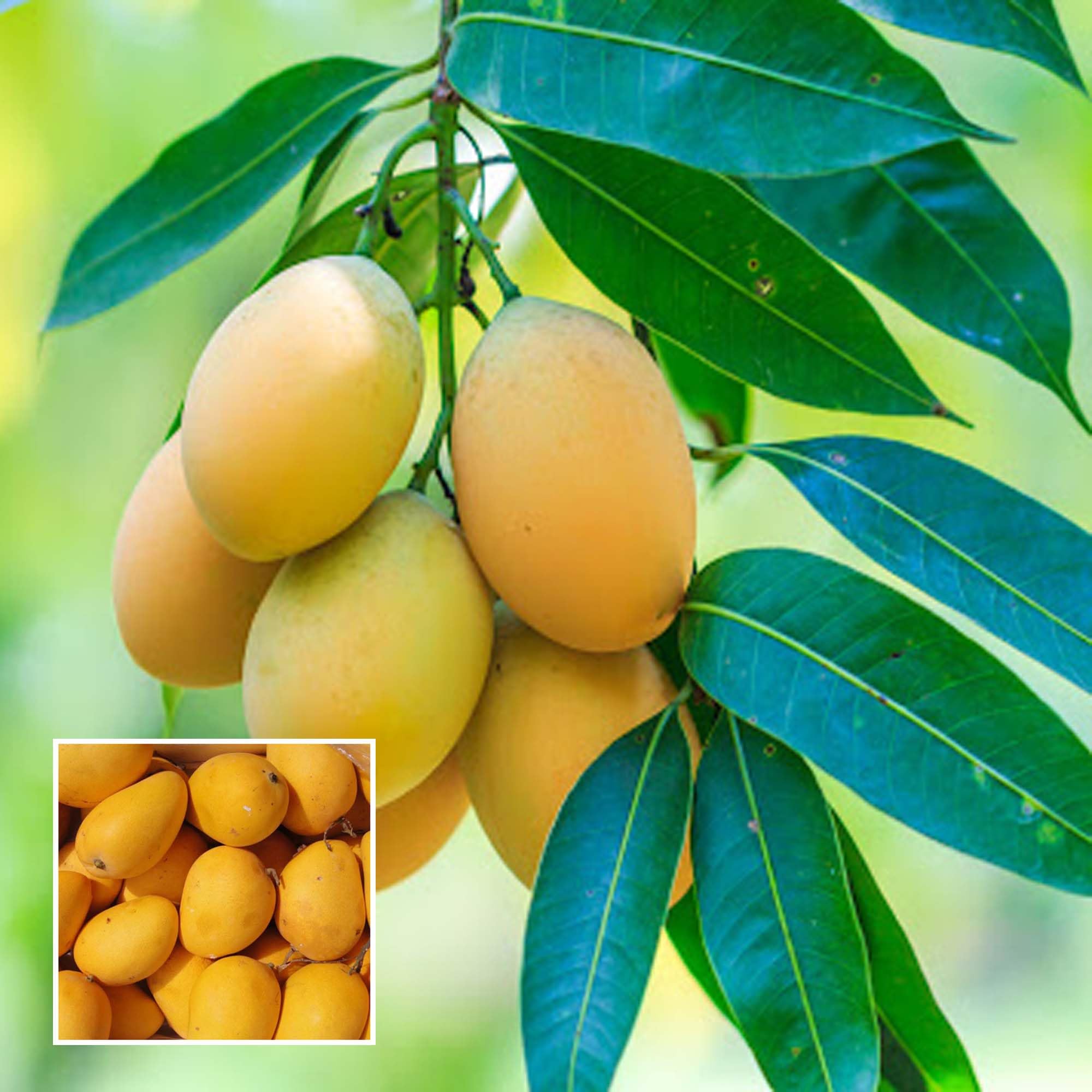 Chinna Rasalu Mango Plant | Extra-Sweet Juicy Mango | Premium Grafted Hybrid