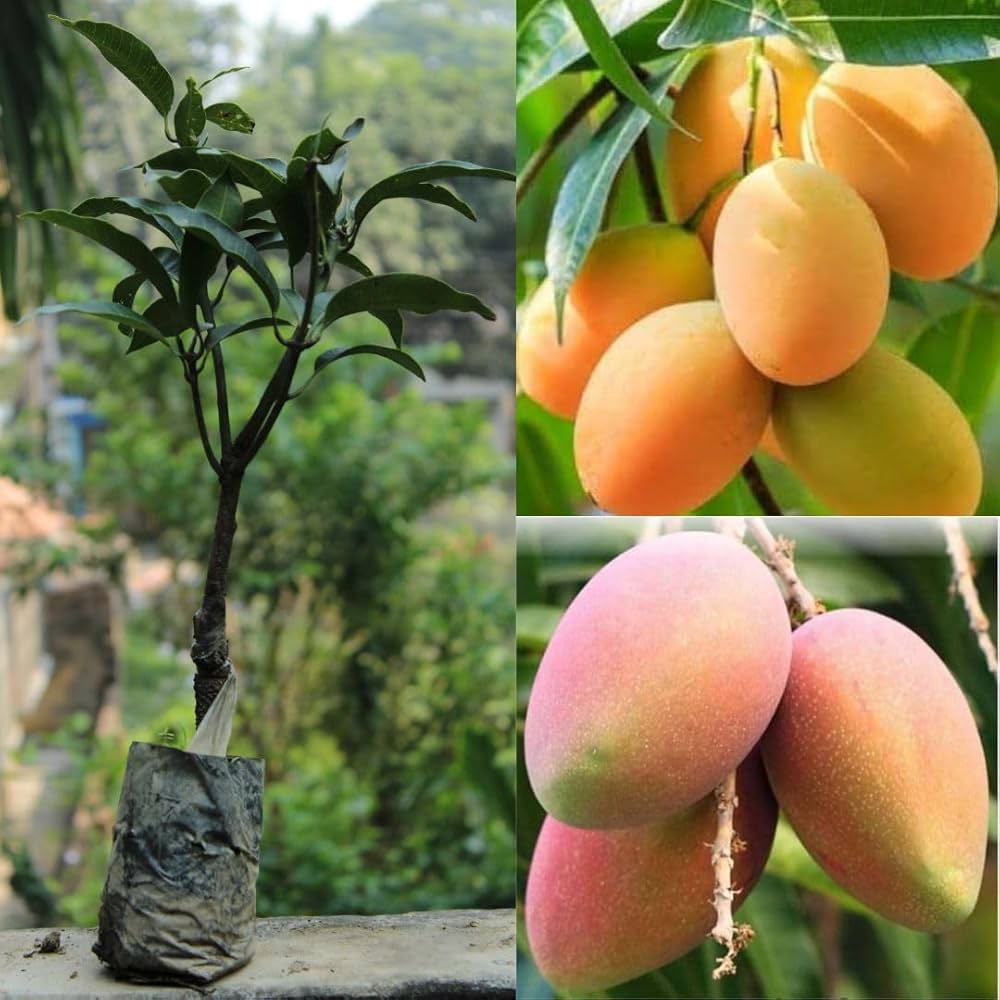 Chinna Rasalu Mango Plant | Extra-Sweet Juicy Mango | Premium Grafted Hybrid — photo 2