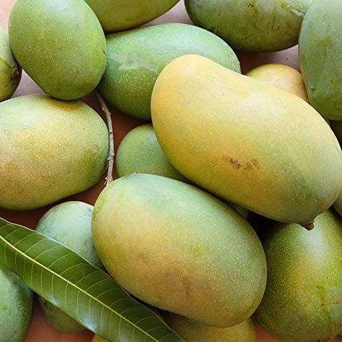 Kothapalli Kobbari Mango Plant | Sweet Coconut-Flavour Mango | Premium Grafted Hybrid