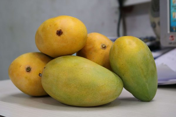 Kothapalli Kobbari Mango Plant | Sweet Coconut-Flavour Mango | Premium Grafted Hybrid — photo 2
