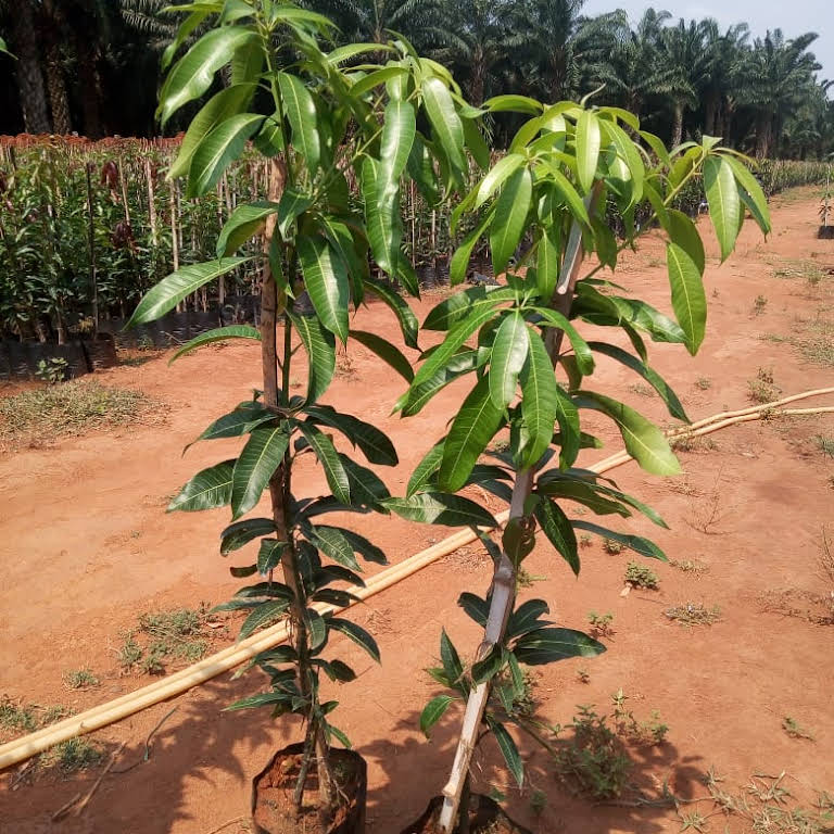 Kothapalli Kobbari Mango Plant | Sweet Coconut-Flavour Mango | Premium Grafted Hybrid — photo 3