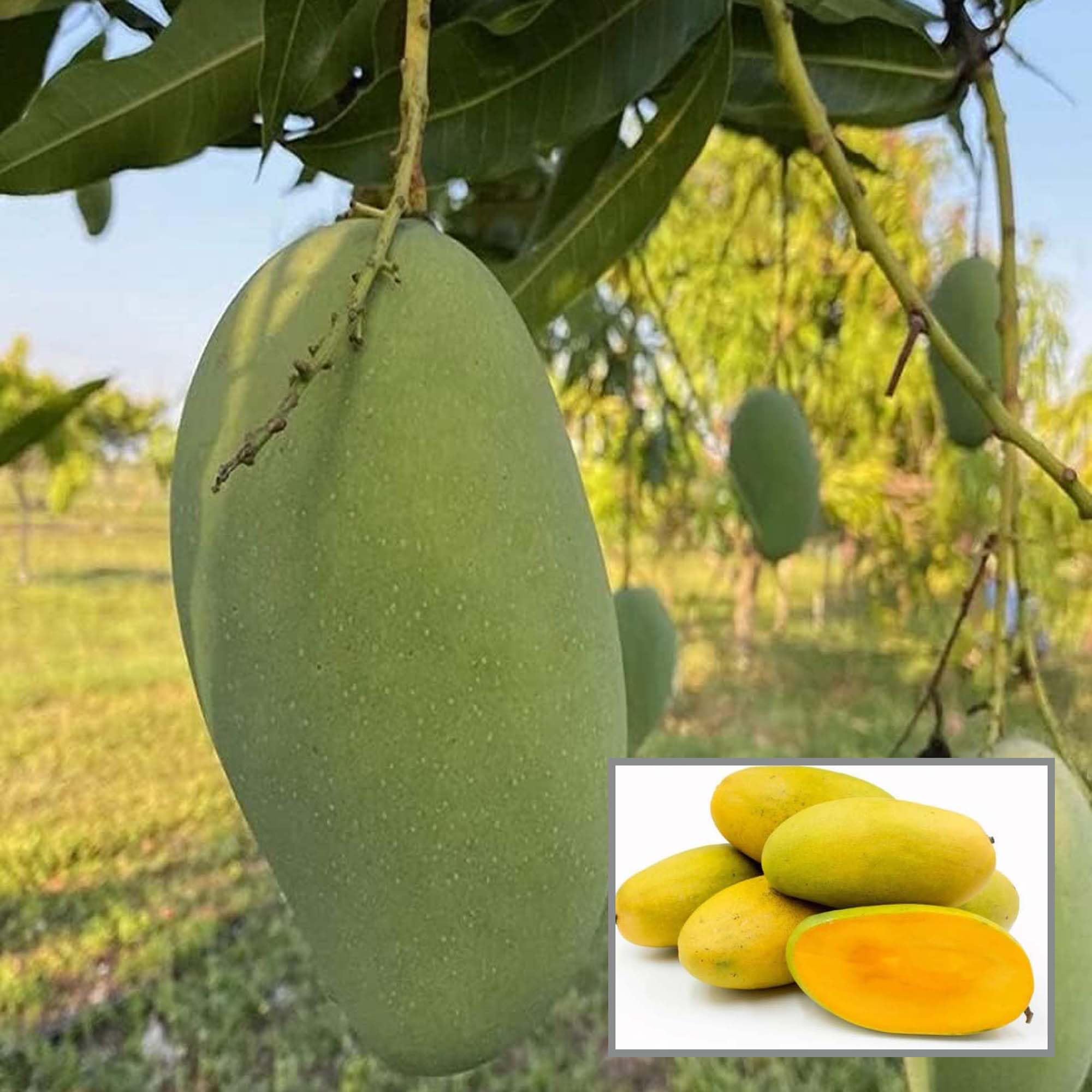 Dasheri Mango Plant | Sweet North Indian Mango | Premium Grafted Hybrid