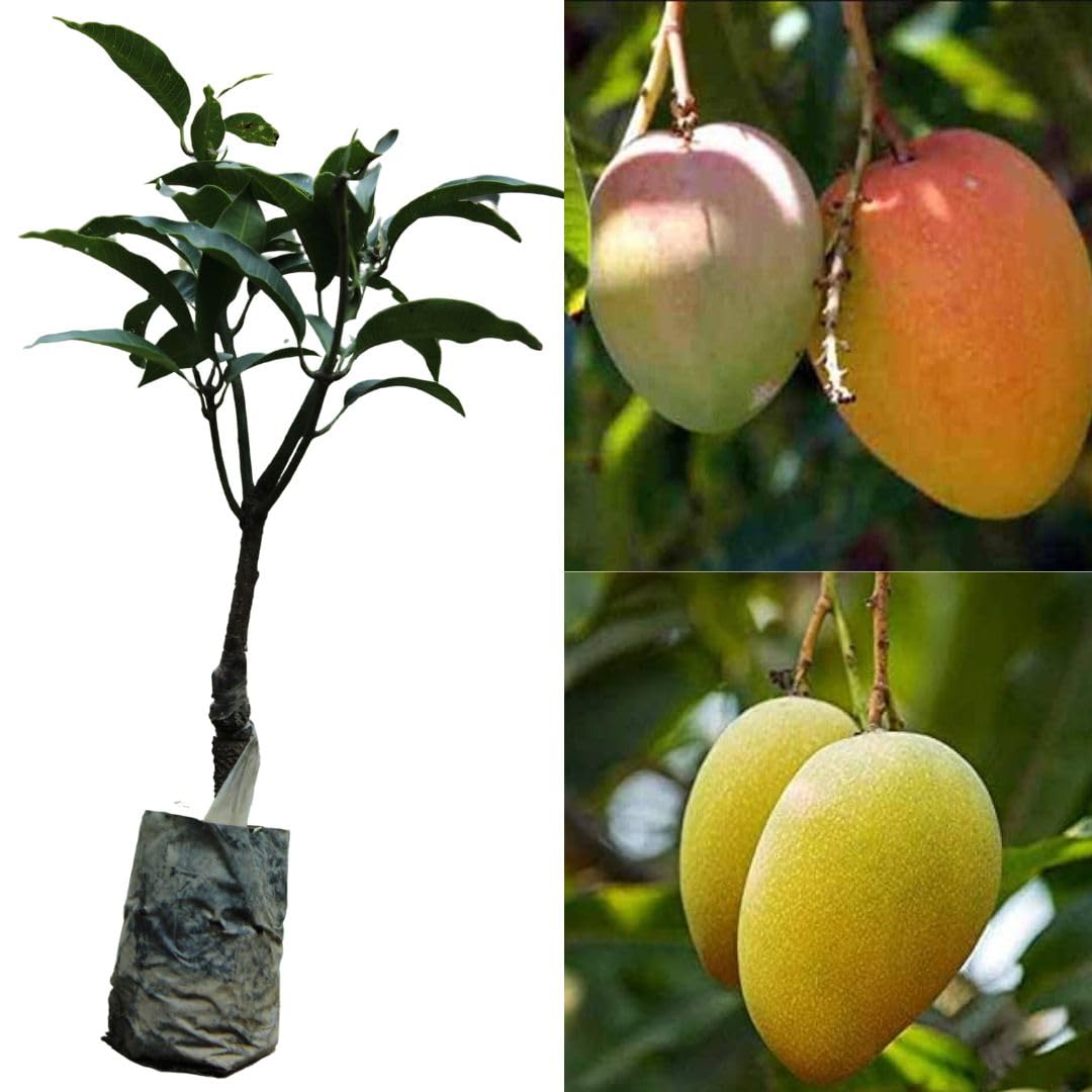 Dasheri Mango Plant | Sweet North Indian Mango | Premium Grafted Hybrid — photo 2