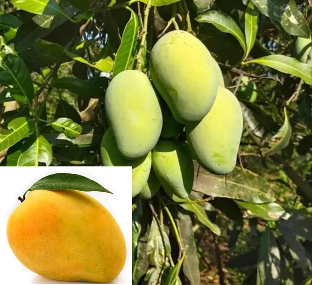 Banaganpalli Mango Plant | Sweet Large Mango | Premium Grafted Hybrid