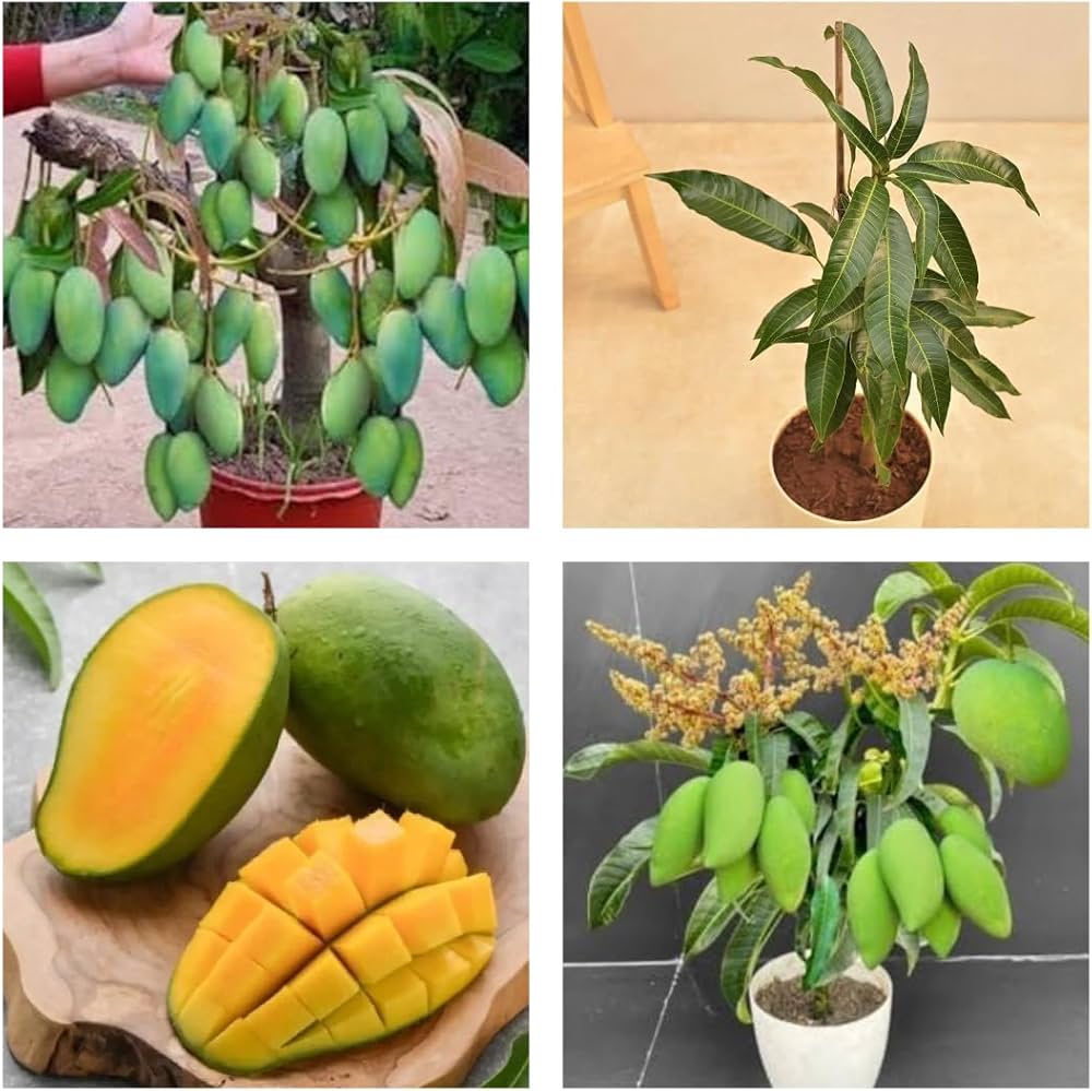 Banaganpalli Mango Plant | Sweet Large Mango | Premium Grafted Hybrid — photo 2
